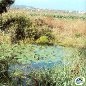 Ullals delta de l'Ebre