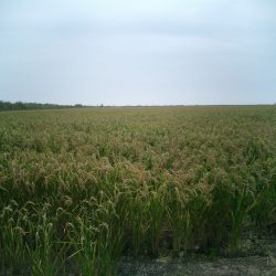 el delta de l'Ebre