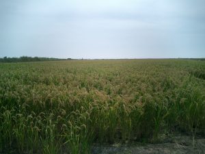 el delta de l'Ebre