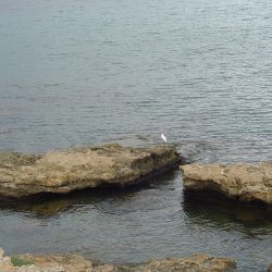 el delta de l'Ebre